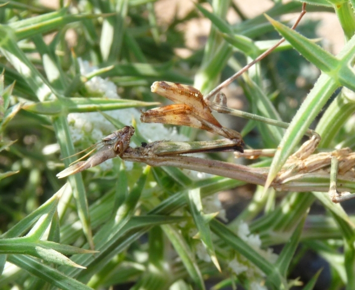 Empusa pennata adulta